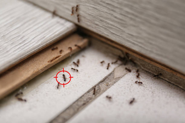 Best Affordable Pest Control Services  in Hartselle, AL