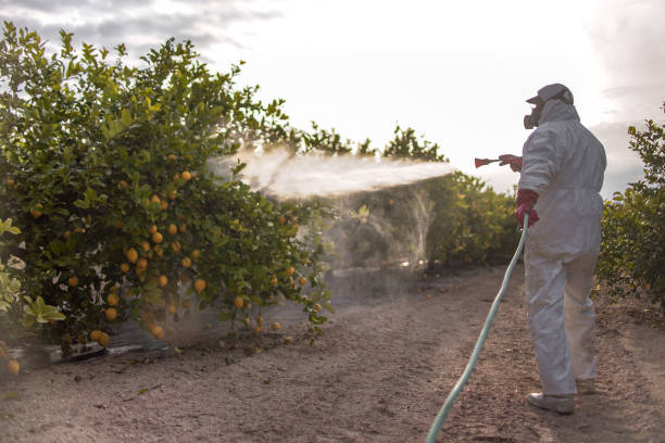 Best Bed Bug Extermination  in Hartselle, AL